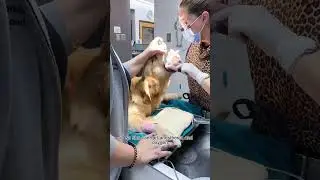 Here&rsquo;s what happens when your dog&rsquo;s teeth get cleaned at the vet office! 🦷 #dogs #dogcare #doggos