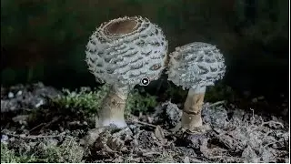 Shaggy Parasol time lapse