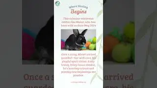 The 2026 SDHRS Shelter Bunny Calendar is here!