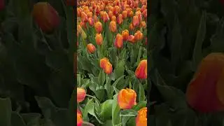 Skagit Valley Tulips at Roozengarde