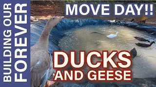 Raising Ducks & Geese on the Homestead 🦆🪿 | Brooder Upgrade + New Baby Chicks