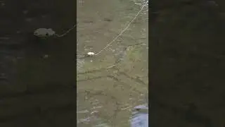 Fishing - School of Small fish Interested in my Lure