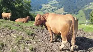 Gresten-Land