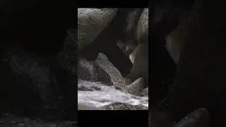 Crack Bear Catching a Salmon