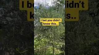 Backyard Food Security #growyourown #garden #growyourownfood #foodforest #growwithme #gardeningtips