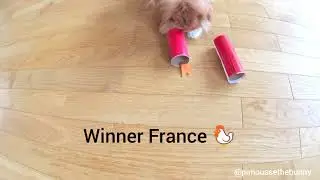 France 🇫🇷 Perou prognosis by bunny Pimousse...