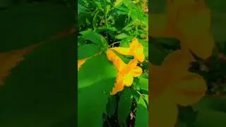 How to grow tecoma from cutting|#gulzaremadinanursary #youtubeshorts #tecoma #flowers #shorts