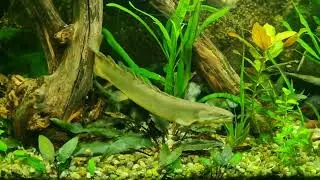 Hungriger Senegal-Fl&ouml;sselhecht kann das Futter kaum Abwarten - Polypterus senegalus 