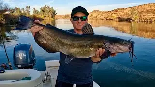 The BEST Bait for Channel Catfish (Fishing Southern California)