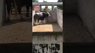 bull number 507 cirb nabha, at time gadvashu ludhiana