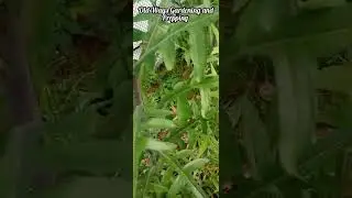 Canada Wild Lettuce - Lactuca canadensis