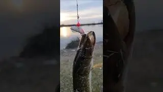 #pike from a #sea #lake #Georgia #fishing #shorts
