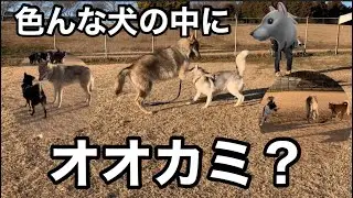 ドッグランにオオカミが混ざっているように見える【ハスキー】