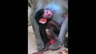 Comely baby feeding more milk