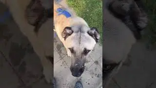 The Easy Way to Teach Your Dog to Wait at the Door