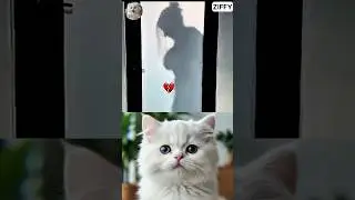 Cute Cat&rsquo;s Unexpected Reaction Will Make You Laugh 😹#funny #viral #trending
