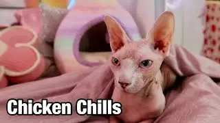 Sphynx Cat Being Cute Under the Sheets 😻