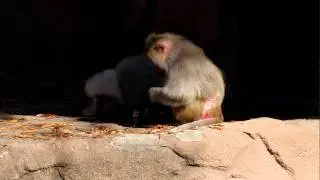 Hamadryas Baboon parents and 8-day-old baby.MOV