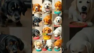 World&rsquo;s Weirdest Jobs: Pet Food Taster 🐾🍴 #WeirdJobs #PetFoodTaster