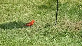 Bird Feeder Live in Switzerland  