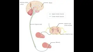 Upper and lower motor neuron differences