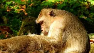 Briana grooming for King Monkey Tavanny by very warm comfort,