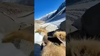 IliPikaCam Vlog Tiny Camera on Magic Rabbit &ndash; Tian Shan Cliff Dweller