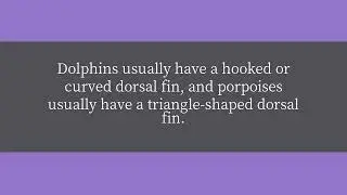 What is the difference between a porpoise and a dolphin?