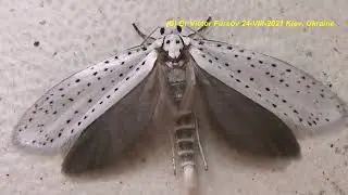 Do You Like Insects? Do You Afraid Of Insects? Watch My Video About Insects. Dr Victor Fursov.