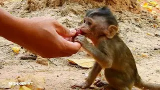 Cute baby Alba eating strawberry, Baby monkey Alba