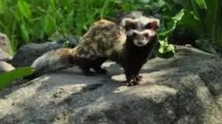 What's a cute little animal?#learn #animals #wildplanet #wildlife