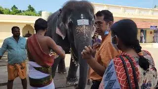 Gaja Pooja @ Thrikkadayur