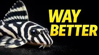 10 Plecos That Stay Small (Stop Buying Commons)