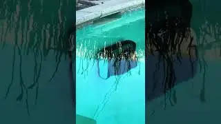 Aiper pool cleaner handles walls & steps effortlessly! #aiper #pool