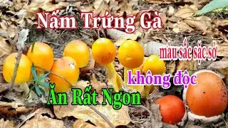 Thử Thách 1 Mình Vào Rừng Tìm Nấm Trứng Gà Nấu Cháo Ăn Quá Ngon |Find mushrooms in the forest