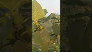 🌞 Peaceful Morning View | Fig Plant, Rice Field & Water Canal | Nature Lens by Amir