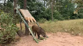 Build Wild boar Trap Using Big Palm tree Fall in to Deep Hole #wildanimal #shortvideo