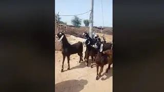 Funny Goats Dancing