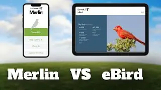 Which Birding App Should You Use? Merlin vs eBird Breakdown