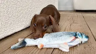 Mini Dachshund puppy reacts to moving toy fish.