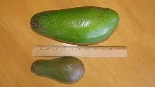 Hulumanu Avocado Grafing, Topworking My Friend's Avocado Tree
