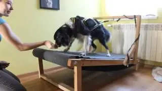 Blade   First Training On Carpet Mill