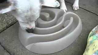 Buster Food Maze