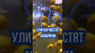 УЛИТКИ ЧИСТЯТ АКВАРИУМ: твои помошники