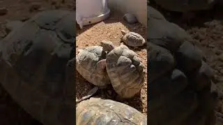 &ldquo;It&rsquo;s mating season for desert tortoise&rdquo; #turtle #tortise #reptiles #animals #wildlife #viral