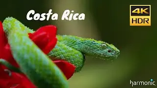 Harmonic 4K Video   Wildlife of Costa Rica in 4K UHD 60 FPS   YouTube 1080p