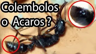 Acaros o Colembolos / Hospital de Hormigas Harpegnathos Venator / El Hormiguero Mas Grande Del Mundo