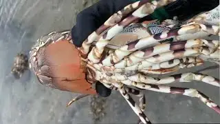 I catching gaint lobster 🦞 crab 🦀 eel🪱snail 🐌 fish 🐟 squid 🐙/Seafood 2026