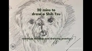Power Sketch   Drawing Warm Up   Drawing a Shih Tzu   A loose sketching practice