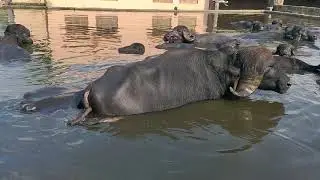 How to make Buffalo's swimming pool ???
